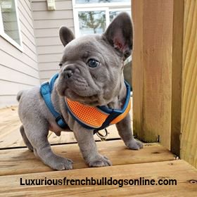 Buy AKC French Bulldog Buy AKC French Bulldog